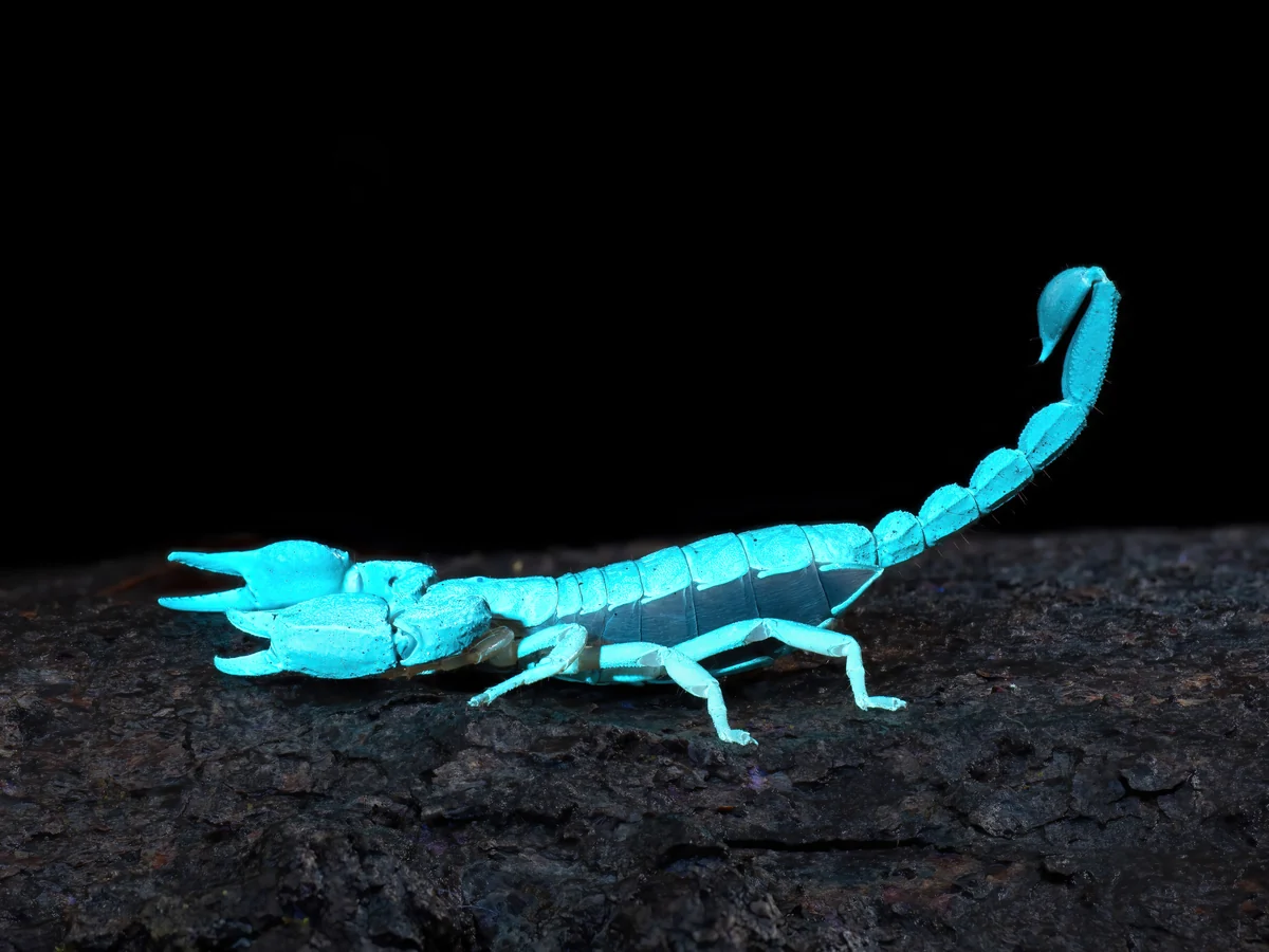 UV fluorescent scorpion glowing blue-green under black light
